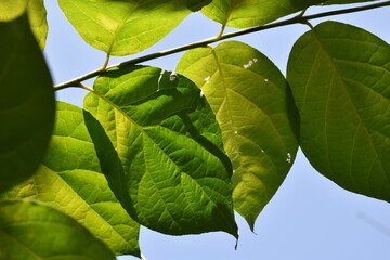 leaves
