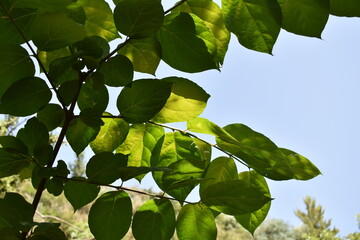 leaves