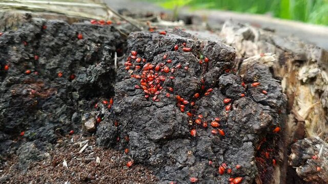 Red beetles pyrrhocoris apterus. Bed bugs are red beetles. Hatched beetle larvae in an old stump. Wild life of beetles in spring.