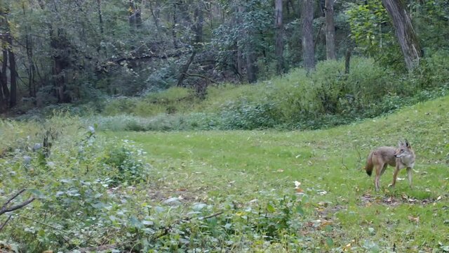 A single Coyote cautiously walking on a grassy trail in the woods in eastern Illinois; concepts of sly, wildlife and nature