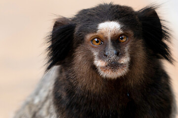 The monkey on the tree. The Black-tufted marmoset also know as Mico-estrela is a typical monkey from central Brazil. Species Callithrix penicillata.