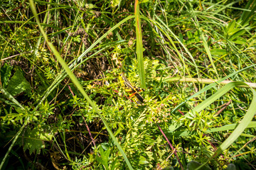 Grasshopper in the grass