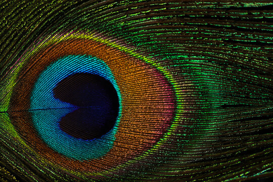Beautiful bright peacock feather on black background, closeup
