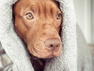 Lovable, pretty puppy of brown color. Close-up, indoors, studio photo. Day light. Concept of care,...