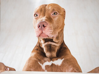 Lovable, pretty puppy of brown color. Close-up, indoors, studio photo. Day light. Concept of care,...