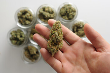 Weed stuff. Cannabis drying and curing. Grower man holds in his hand marijuana bud on white...