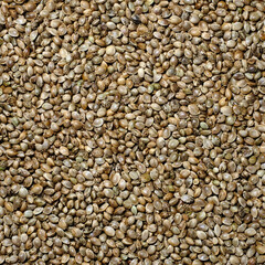 Hemp seeds background. Cannabis seeds close-up. Edible marijuana production.