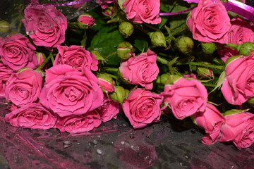 Bouquet of scarlet roses on a gray background, beautiful flowers with water drops