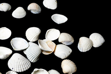 white shells of sea snails on a black background