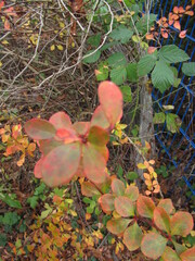 bunt gef&auml;rbte Bl&auml;tter an einem Strauch