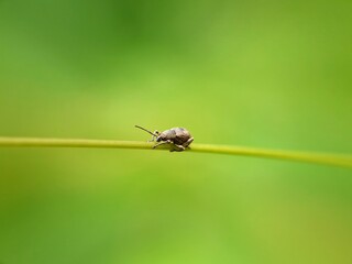 Fototapeta premium fly on leaf