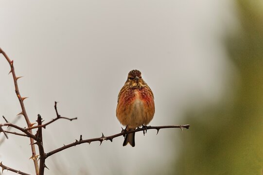 The common linnet is a species of passerine bird in the Fringillidae family.