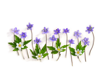 Violet blue flowers hepatica and white flowers anemone on a white background with space for text. Top view, flat lay