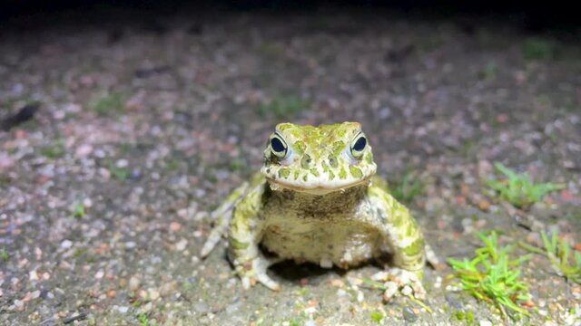 Little Runner toad or Epidalea calamita in its natural habitat, it remains immobile with its characteristic colors, during the night, 4k