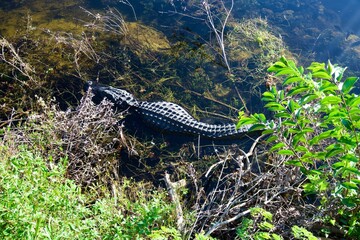 Fototapeta premium Alligator in water. The American alligator in Big Cypress National Preserve in Florida. Alligator mississippiensis, gator, or common alligator, large crocodilian reptile native to Southeastern US.