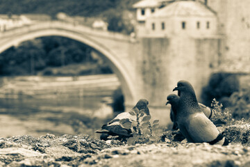 Mostar Bridge and pigeons - Bosnia and Herzegovina	