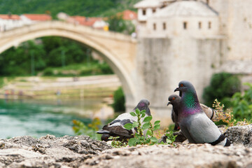 Mostar Bridge and pigeons - Bosnia and Herzegovina	