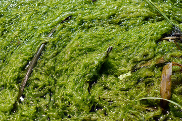 River dark green algae in a natural environment. Natural grass close up