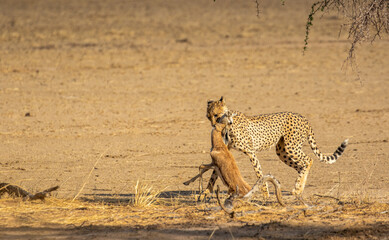 Cheetah with Springbok prey in the Kgalagadi