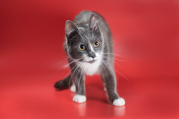 silver-and-white cat stands tensely on a red background