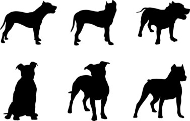 American Pit Bull Terrier Dog Vector Pack