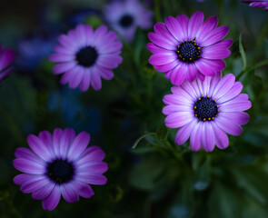 Purple, Osteospermum&nbsp;, African daisies, macro of brilliant, blooming individual daisy.