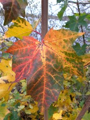 leaf in autumn