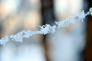 Texture of frost close up - black tree branches and white snow, winter lace fros