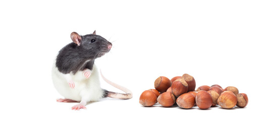 rat and hazelnut on a white isolated background