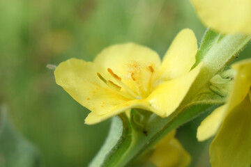Fototapeta na wymiar Verbascum thapsus or Bear's ear - a plant in the form of a candle with large yellow flowers
