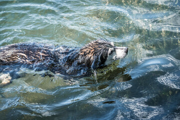 Obraz premium Husky mit drei Beinen im Grünen