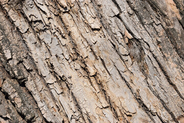 The texture of the tree close up brown and black color