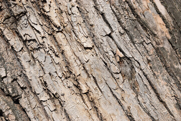 The texture of the tree close up brown and black color