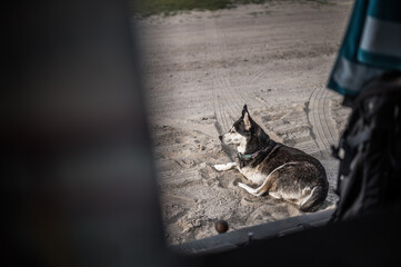Husky mit drei Beinen im Grünen