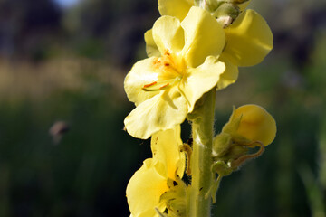 Fototapeta premium Verbascum thapsus or Bear's ear - a plant in the form of a candle with large yellow flowers
