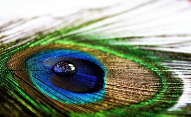 Peacock feather with water drop at center