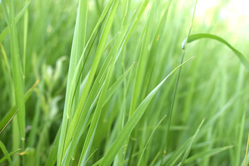 Green grass, side view