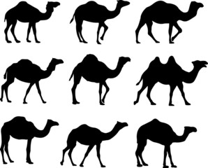 Camels Silhouette Vector