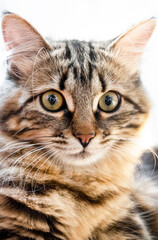 Naklejka premium portrait of a beautiful domestic cat. close-up