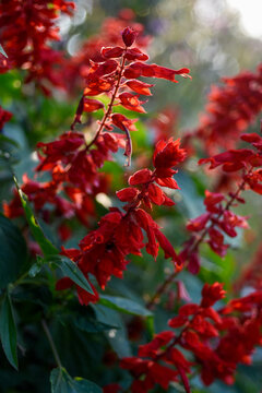 Sage Rouge