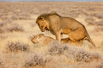   Lion and lioness mate in the wild.