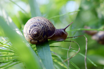 Snail crawling in the green grass, producing a secret or slime, natural conditions