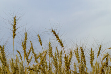 rye in the field against the sky