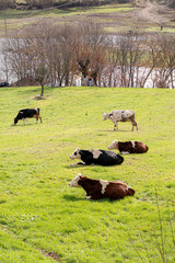 Natural life from Gonen city