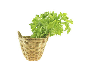 Naklejka premium Chinese coriander