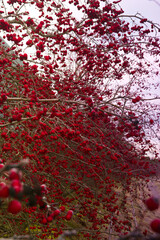 Obraz premium owoce zima szron rośliny gałęzie krzak