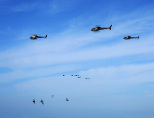  Birds - Helicopter - Sky - Blue - Doha - Qatar
