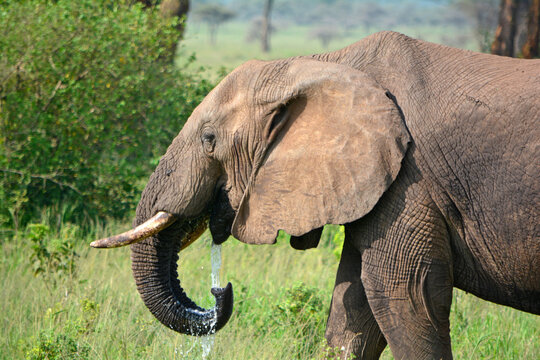 thirsty elephant