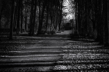 shadows in evening from trees on country road
