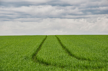 tracks throug a green meadow